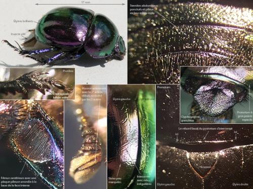 Réf. 237 423 : Trypocopris pyrenaeus